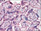 Interferon alpha/beta receptor 2 antibody, AP22577PU-N, Origene, Immunohistochemistry paraffin image 
