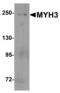 Myosin-3 antibody, PA5-72848, Invitrogen Antibodies, Western Blot image 