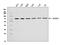 SHOC2 Leucine Rich Repeat Scaffold Protein antibody, A07214-1, Boster Biological Technology, Western Blot image 