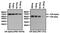 Estrogen Receptor 2 antibody, PA5-16476, Invitrogen Antibodies, Western Blot image 