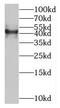 Solute Carrier Family 35 Member F2 antibody, FNab07954, FineTest, Western Blot image 