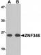 Zinc Finger Protein 346 antibody, TA319865, Origene, Western Blot image 
