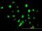 DNA-binding protein inhibitor ID-3 antibody, H00003399-M03, Novus Biologicals, Immunofluorescence image 