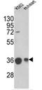 Malate dehydrogenase, mitochondrial antibody, AP17557PU-N, Origene, Western Blot image 