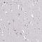 Glucuronic Acid Epimerase antibody, HPA048216, Atlas Antibodies, Immunohistochemistry frozen image 