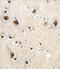 Calmodulin antibody, abx025034, Abbexa, Immunohistochemistry frozen image 