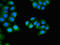 CutA Divalent Cation Tolerance Homolog antibody, LS-C677618, Lifespan Biosciences, Immunofluorescence image 