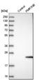 FMR1 Neighbor antibody, HPA011284, Atlas Antibodies, Western Blot image 