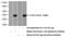 Coenzyme Q4 antibody, 16654-1-AP, Proteintech Group, Western Blot image 