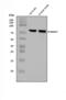P2X purinoceptor 7 antibody, A01208-3, Boster Biological Technology, Western Blot image 