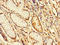 F-Box And WD Repeat Domain Containing 12 antibody, A65530-100, Epigentek, Immunohistochemistry paraffin image 