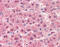 Cathepsin L1 antibody, 48-082, ProSci, Immunohistochemistry frozen image 