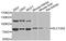 Solute carrier family 13 member 2 antibody, A8473, ABclonal Technology, Western Blot image 