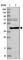 NADH:Ubiquinone Oxidoreductase Complex Assembly Factor 6 antibody, HPA047148, Atlas Antibodies, Western Blot image 