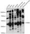 CAMP Responsive Element Binding Protein 3 antibody, GTX65817, GeneTex, Western Blot image 