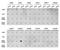 Histone H3.1t antibody, GTX54108, GeneTex, Dot Blot image 