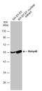 RB Binding Protein 4, Chromatin Remodeling Factor antibody, NBP1-41201, Novus Biologicals, Western Blot image 