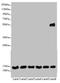 Mitochondrial Ribosomal Protein S16 antibody, LS-C676073, Lifespan Biosciences, Western Blot image 
