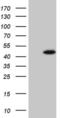 Spermatogenesis Associated 22 antibody, MA5-26991, Invitrogen Antibodies, Western Blot image 