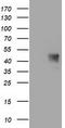 Uncharacterized protein C1orf161 homolog antibody, CF502716, Origene, Western Blot image 