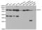 Monoamine Oxidase A antibody, abx001199, Abbexa, Western Blot image 