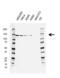 Cell cycle and apoptosis regulator protein 2 antibody, VMA00564, Bio-Rad (formerly AbD Serotec) , Western Blot image 