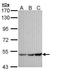 G protein-activated inward rectifier potassium channel 1 antibody, TA308050, Origene, Western Blot image 