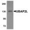 Ubiquitin Associated Protein 2 Like antibody, TA349204, Origene, Western Blot image 