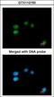 LON Peptidase N-Terminal Domain And Ring Finger 3 antibody, GTX112150, GeneTex, Immunocytochemistry image 