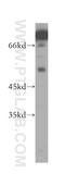 PIN2 antibody, 11899-1-AP, Proteintech Group, Western Blot image 