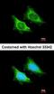 Mitochondrial Ribosomal Protein S5 antibody, orb69957, Biorbyt, Immunofluorescence image 