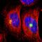 Ornithine decarboxylase antizyme 1 antibody, HPA009291, Atlas Antibodies, Immunofluorescence image 