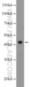 Zinc Finger Protein 830 antibody, 25618-1-AP, Proteintech Group, Western Blot image 