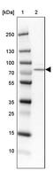 Acyl-CoA Synthetase Short Chain Family Member 1 antibody, PA5-60283, Invitrogen Antibodies, Western Blot image 