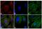 Mouse IgG (H+L) antibody, A-11030, Invitrogen Antibodies, Immunofluorescence image 