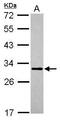 Mitochondrial GTPase 1 antibody, PA5-31590, Invitrogen Antibodies, Western Blot image 