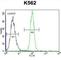 HMG1L10 antibody, abx026650, Abbexa, Western Blot image 