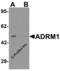 Proteasomal ubiquitin receptor ADRM1 antibody, 8119, ProSci Inc, Western Blot image 
