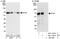 EYA Transcriptional Coactivator And Phosphatase 3 antibody, NBP1-46818, Novus Biologicals, Western Blot image 