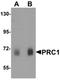 Protein Regulator Of Cytokinesis 1 antibody, orb75787, Biorbyt, Western Blot image 