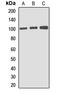 Gephyrin antibody, LS-C668573, Lifespan Biosciences, Western Blot image 