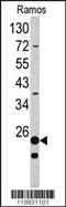 Ribosomal Protein S9 antibody, MBS9207822, MyBioSource, Western Blot image 