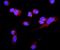 Complement C5a Receptor 1 antibody, A01898-2, Boster Biological Technology, Immunofluorescence image 