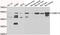 Calcium/Calmodulin Dependent Protein Kinase IG antibody, A10004, Boster Biological Technology, Western Blot image 