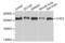 Chromodomain Helicase DNA Binding Protein 2 antibody, orb373301, Biorbyt, Western Blot image 