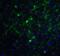 Glutamate-Ammonia Ligase antibody, PM-7209, ProSci, Immunofluorescence image 
