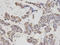 Phospholipase C Beta 1 antibody, A02817, Boster Biological Technology, Immunohistochemistry frozen image 
