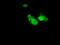 Annexin A1 antibody, TA500967, Origene, Immunofluorescence image 