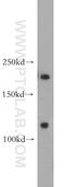 Microtubule-associated tumor suppressor 1 antibody, 18791-1-AP, Proteintech Group, Western Blot image 