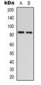 RAD54 Like antibody, orb339026, Biorbyt, Western Blot image 